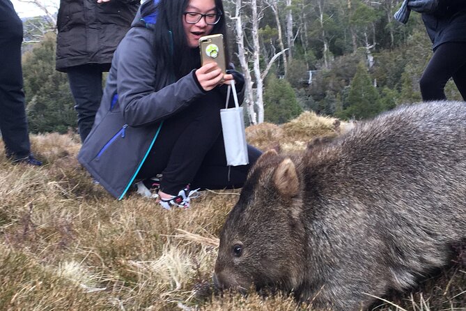 Shore Excursion - Cradle Mountain Shuttle Bus from Burnie - Choosing your walking track: how to match the hike to your day