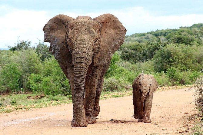Shore Excursion Cruise Ships Port Elizabeth, Addo Elephant Park - Key Highlights You’ll Feel From Day One