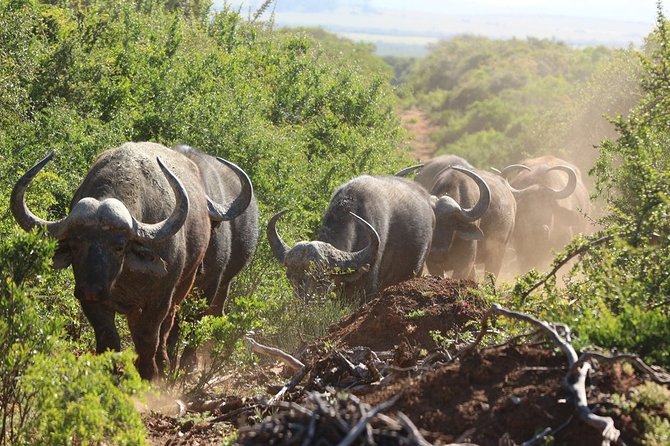 Shore Excursion Cruise Ships Port Elizabeth, Addo Elephant Park - Addo Elephant National Park: Close to 700 Elephants, Plus More