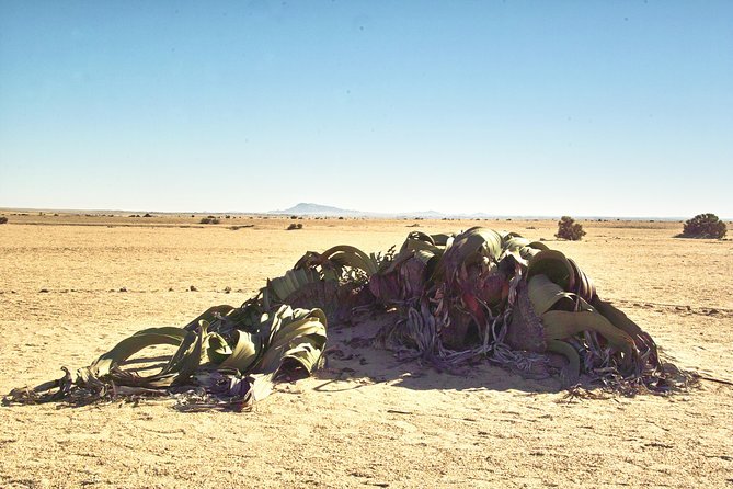Shore Excursion - Flamingos ,Dune7,Welwitschia, Moonlandscape,Oasis,Swakopmund. - Stop 4: Climbing Dune 7 and Planning for the Extra Entry Fee
