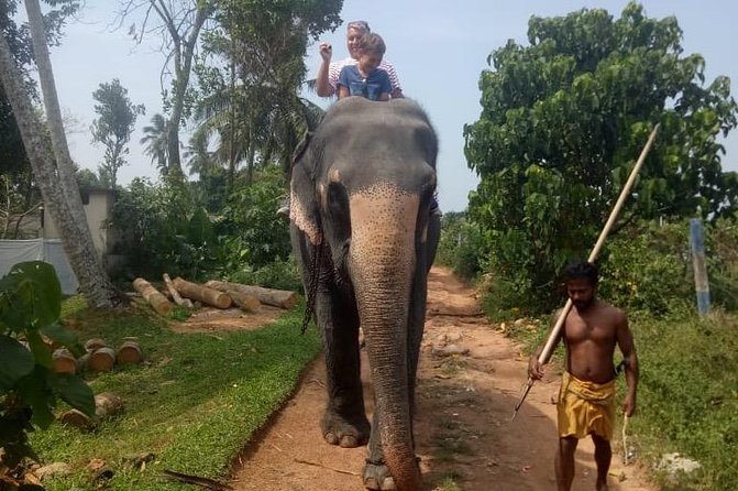 Shore Excursion From Colombo port to Ingiriya Tea Plantation & back for 2 People - Tea Manufacturing: From Leaves to the Tea You Buy