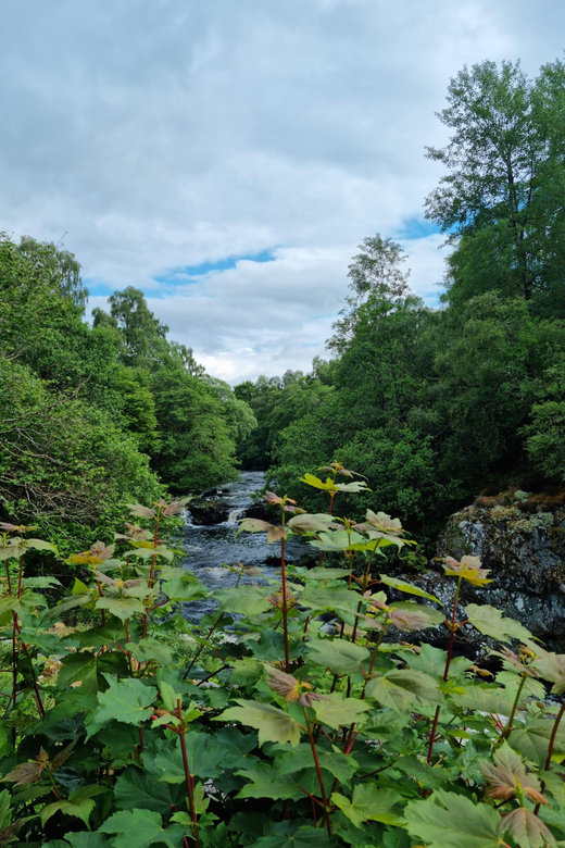 Shore excursion from Invergordon - Castles, Scenery & Whisky - Distillery Choice: Glenmorangie or Balblair and a Proper Whisky Finish