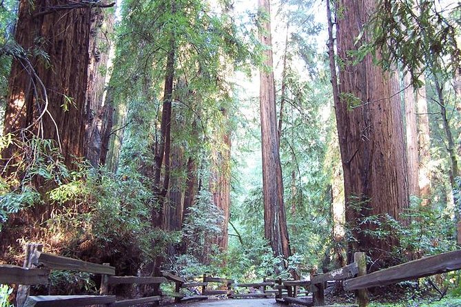 Shore Excursion from SF: Guided Tour to Muir Woods and Sausalito - Why This Muir Woods + Sausalito Day Works