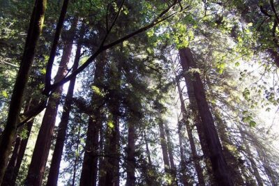 Shore Excursion from SF: Guided Tour to Muir Woods and Sausalito - Muir Woods: What Up to 1.5 Hours Really Means