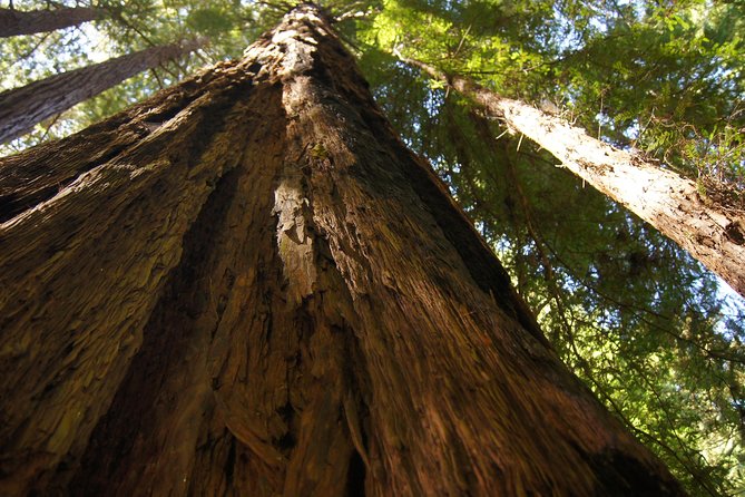 Shore Excursion from SF: Guided Tour to Muir Woods and Sausalito - The Guide Factor: When the Commentary Is the Difference