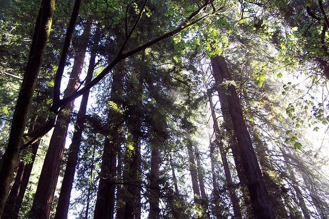 Shore Excursion from SF: Guided Tour to Muir Woods and Sausalito - Muir Woods: What Up to 1.5 Hours Really Means