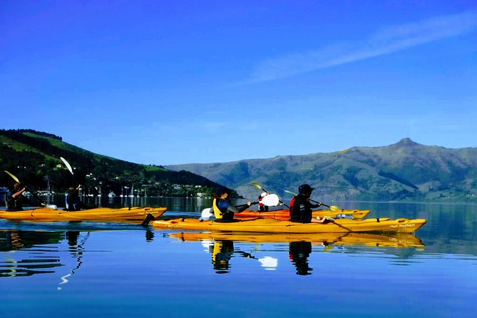 Shore Excursion Guided Sea Kayaking through Akaroa Marine Reserve - Key things that make this kayak safari work in Akaroa