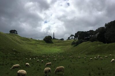 Shore Excursion: Half-Day Auckland Volcanoes Tour - Getting Picked Up at 148 Quay Street and Starting at 8:00