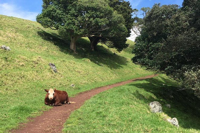 Shore Excursion: Half-Day Auckland Volcanoes Tour - One Tree Hill (Maungakiekie): Big Views Plus British–Māori Interactions