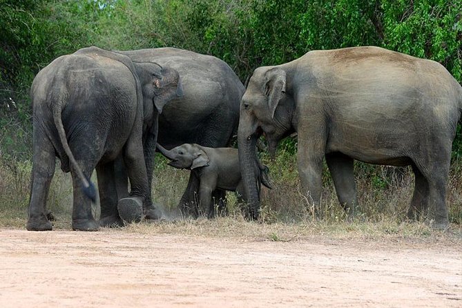 Shore Excursion Hambantota Port to Yala Safari and Come back(All Inclusive) - Quick hits before you go