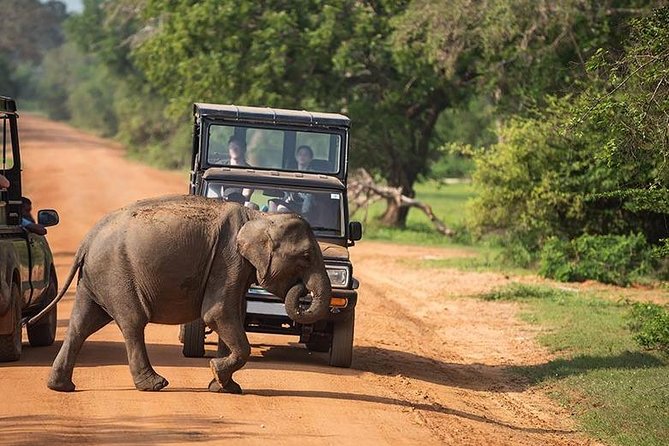 Shore Excursion Hambantota Port to Yala Safari and Come back(All Inclusive) - Safari time in Yala National Park: what you’re actually chasing