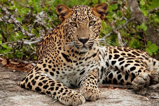 Shore Excursion Hambantota Port to Yala Safari and Come back(All Inclusive) - Price and value: $145 for a half-day with big variables