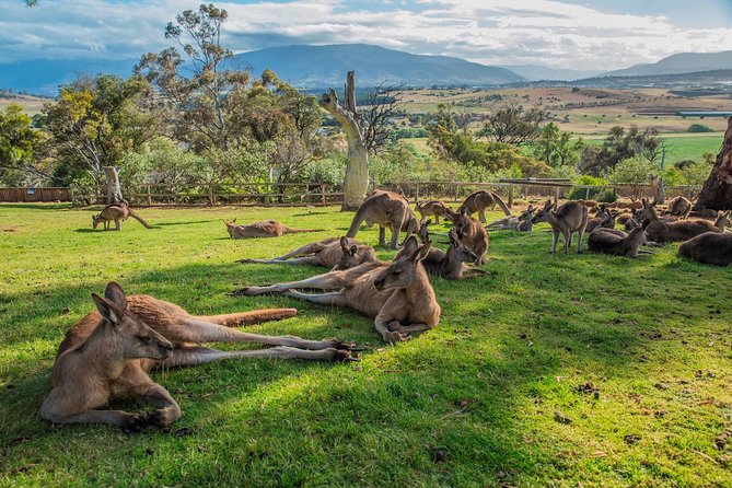 Shore Excursion: Hobart's Best In Half A Day - Key things to know before you go