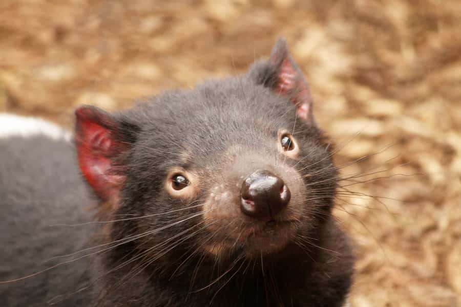 Shore Excursion: Hobart Wanderer - Who this tour is best for (and who should rethink it)