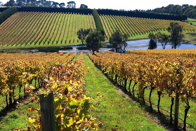 Shore Excursion Melbourne, Sights, Kangaroos, Koalas Lunch & Wine - Key highlights worth your attention
