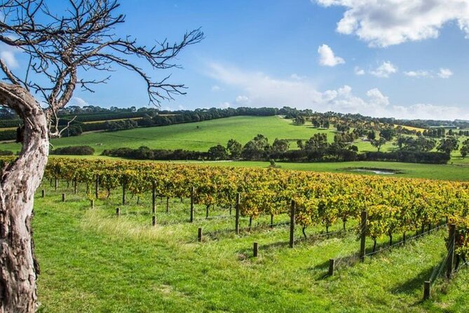 Shore Excursion Melbourne, Sights, Kangaroos, Koalas Lunch & Wine - Group size and guides: small-van energy with personality