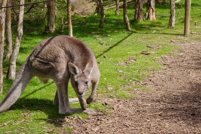 Shore Excursion Melbourne, Sights, Kangaroos, Koalas Lunch & Wine - Moonlit Sanctuary: ranger-led kangaroo feeding and koalas up close