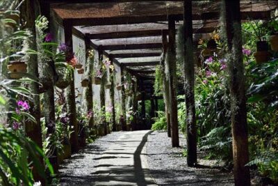 Shore Excursion-Nadi Mudpools,Sleeping Giants Gardens,Markets, Temple & Shopping - Garden of the Sleeping Giant: Orchids in Mountain Shade