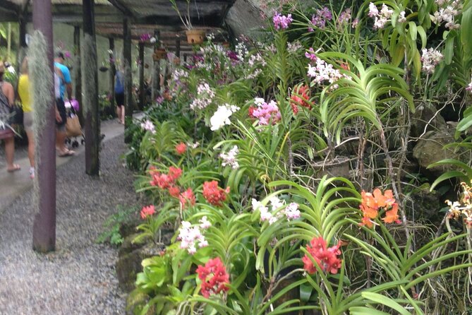 Shore Excursion-Nadi Mudpools,Sleeping Giants Gardens,Markets, Temple & Shopping - What to Pack for Mud, Orchids, and Temples
