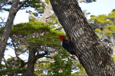 Shore Excursion - National Park Tierra del Fuego - Price and Logistics: What $60 Buys You