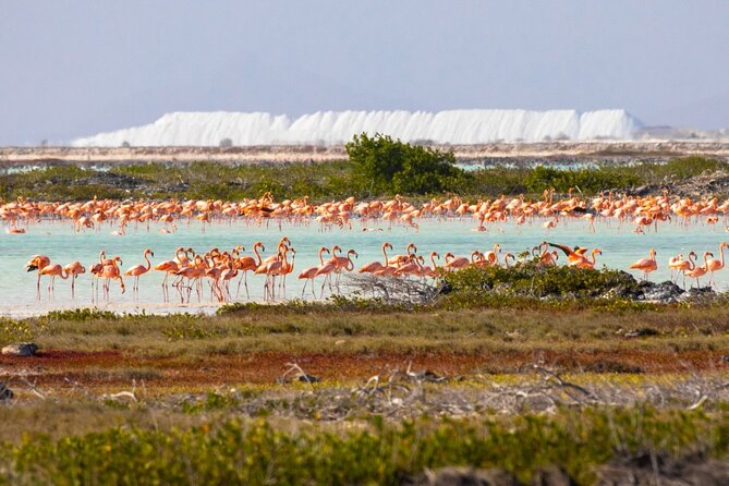 Shore Excursion: North and South Sides of Bonaire - Key points to know before you go