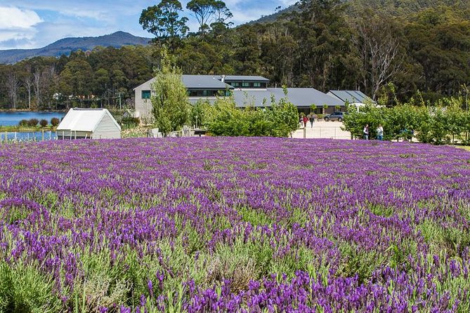 Shore Excursion - Port Arthur - Tasman Peninsula - Sea cliffs and local bites: why this Port Arthur combo fits a shore day