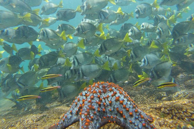 Shore Excursion Premium Family Snorkeling Experience - Families, non-swimmers, and that cruise-day logistics comfort