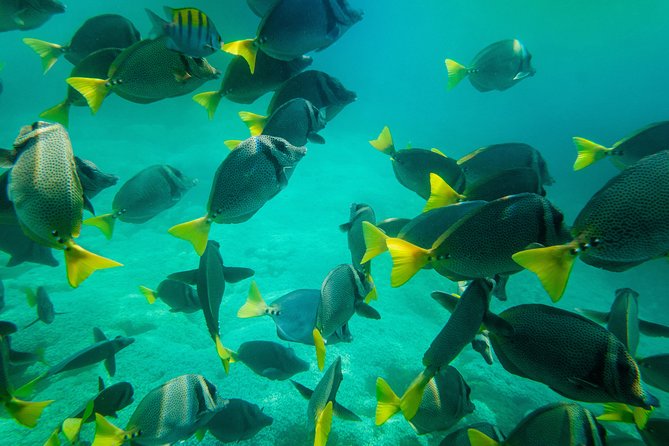 Shore Excursion Premium Family Snorkeling Experience - Gear, sunscreen, and the reef reality check