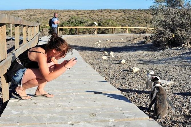 Shore Excursion Punta Tombo cruise passengers Puerto Madryn - Key Highlights You’ll Actually Care About