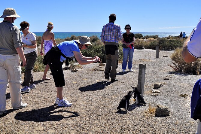 Shore Excursion Punta Tombo cruise passengers Puerto Madryn - Punta Tombo From Puerto Madryn: What This 7-Hour Day Really Feels Like