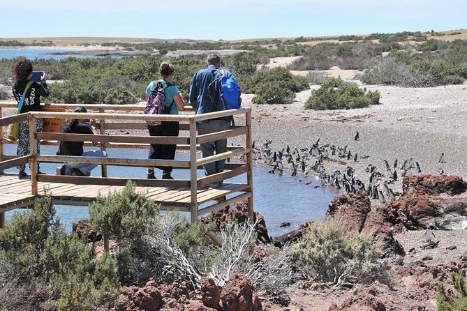 Shore Excursion Punta Tombo cruise passengers Puerto Madryn - The Drive: AC Comfort and the Chance to Spot Extra Wildlife