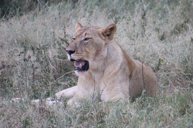 Shore Excursion Richards Bay Big 5 Safari Experience - Key things to know before you go