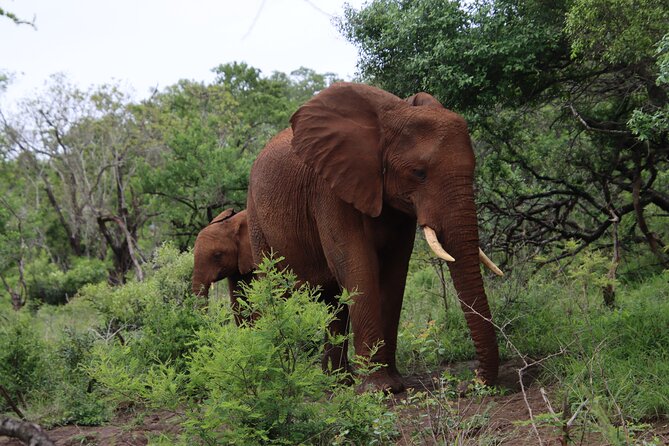 Shore Excursion Richards Bay Big 5 Safari Experience - What you might see: Big Five targets plus wild dogs and cheetahs