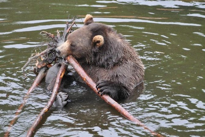 Sitka Shore Excursion: Bears, Raptor Center, & Totem Park Tour (Small Group) - The big picture: what this Sitka shore day really gives you