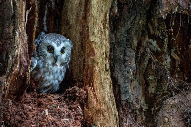 Sitka Shore Excursion: Bears, Raptor Center, & Totem Park Tour (Small Group) - Stop 1: Sitka’s Bald Eagle Center and the raptor rescue story