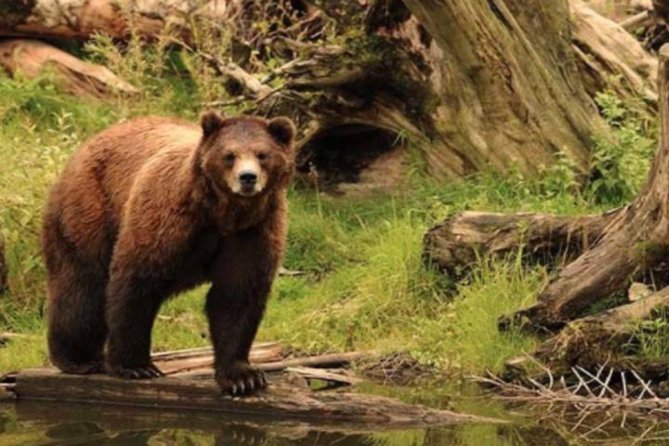 Sitka Shore Excursion: Bears, Raptor Center, & Totem Park Tour (Small Group) - Price and value: is $212.30 worth it for 2 hours 30 minutes?