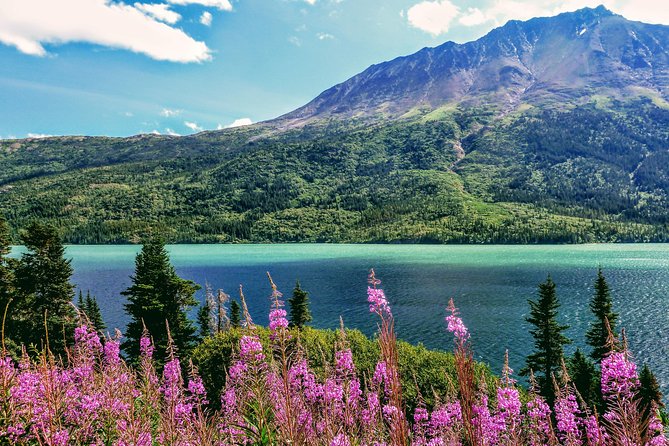 Skagway Shore Excursion: Full-Day Tour of the Yukon - White Pass Summit to the Border: Why This Route Matters
