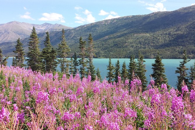 Skagway Shore Excursion: Half-Day Tour to the Yukon Border and Suspension Bridge - Why This Half-Day Yukon Border Tour Works Better Than DIY From Skagway