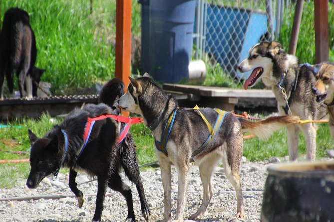 Skagway Shore Excursion: Yukon Dog Sledding and Sightseeing Tour - A morning start that still feels efficient