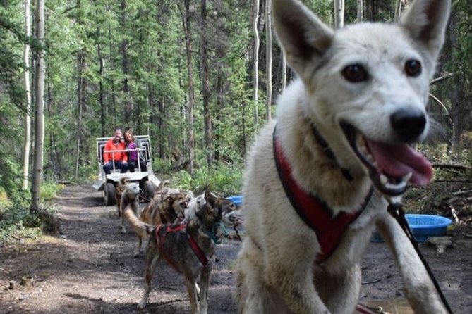 Skagway Shore Excursion: Yukon Dog Sledding and Sightseeing Tour - Where you meet: Broadway in Skagway