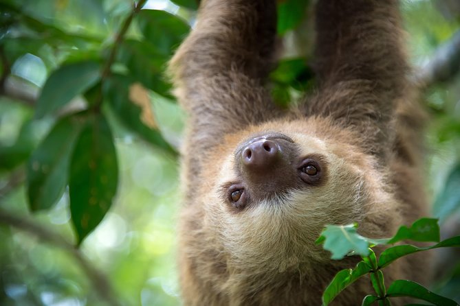 Sloths Lovers Tour. Puerto Limon Shore Excursion - What you’re really paying for on this Puerto Limón shore excursion