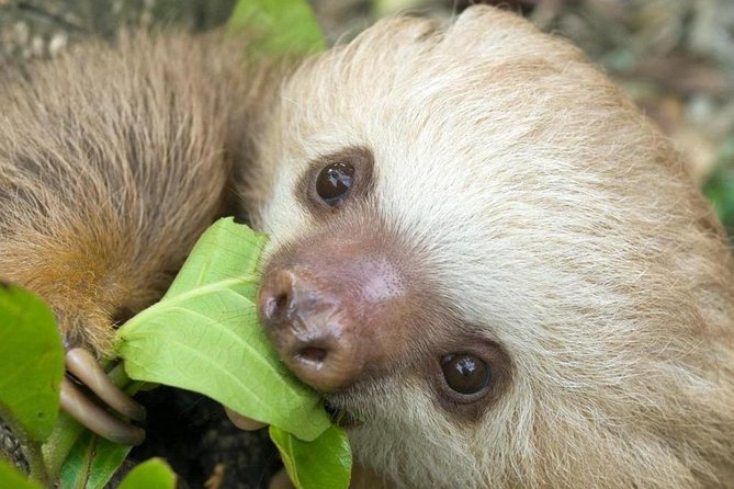 Sloths Lovers Tour. Puerto Limon Shore Excursion - The 8:00 am meeting point: how to avoid a stressful start