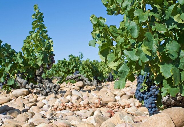 Small Group Marseille Shore Excursion : Avignon & Chateauneuf du Pape Wine Tour - Key highlights to know before you go