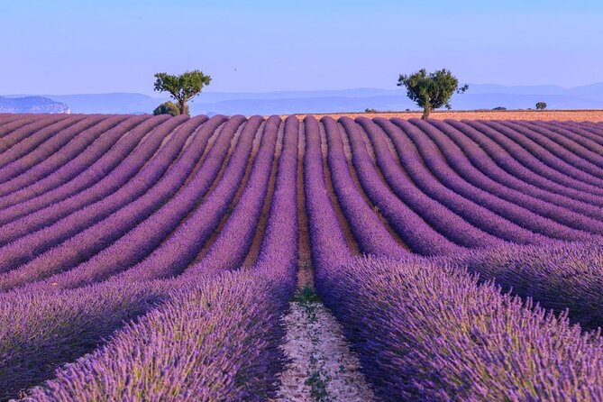 Small Group Marseille Shore Excursion: Lavender Tour - Key Things to Know Before You Go