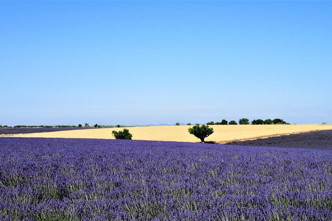 Small Group Marseille Shore Excursion: Lavender Tour - A Port-Friendly Provence Day: How This Tour Really Fits Cruise Time