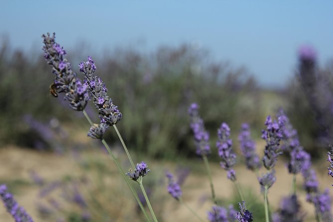 Small Group Marseille Shore Excursion: Lavender Tour - Valensole Village: Two Hours to Walk, Snack, and Reset