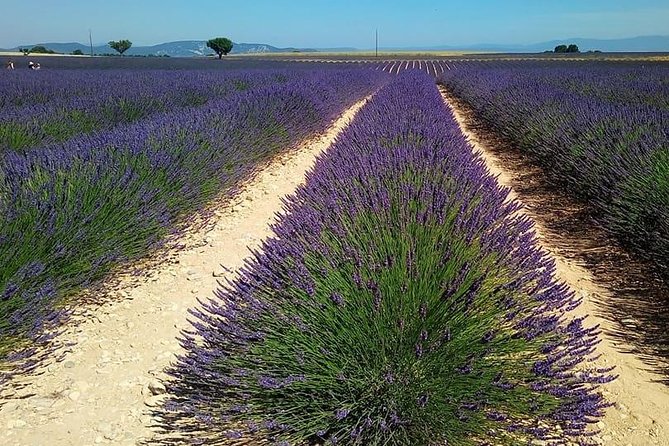 Small Group Marseille Shore Excursion: Lavender Tour - Who This Lavender Tour Is Best For (And Who Might Want Another Plan)