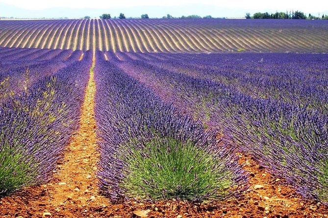 Small Group Marseille Shore Excursion: Lavender Tour - Should You Book the Lavender Tour from Marseille?