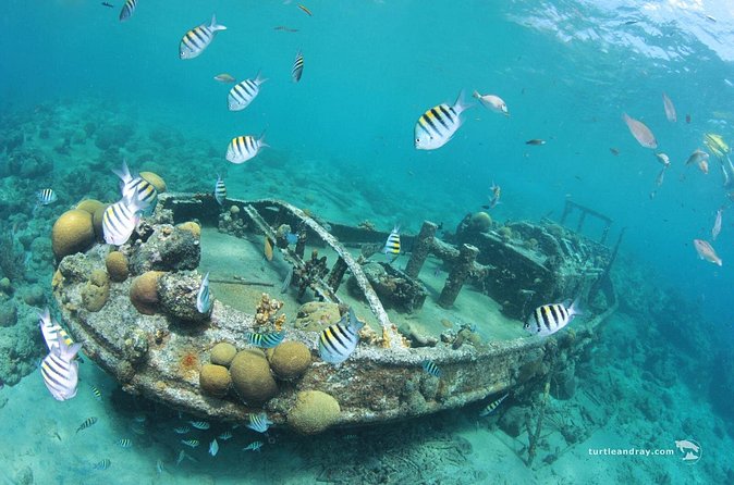 Snorkel Shore Trip with Scubaçao "East Point" - Price and time: is $110 a smart value?