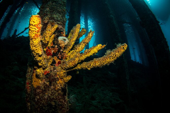 Snorkel Shore Trip with Scubaçao "East Point" - Tugboat Beach: the wreck that’s basically a fish magnet